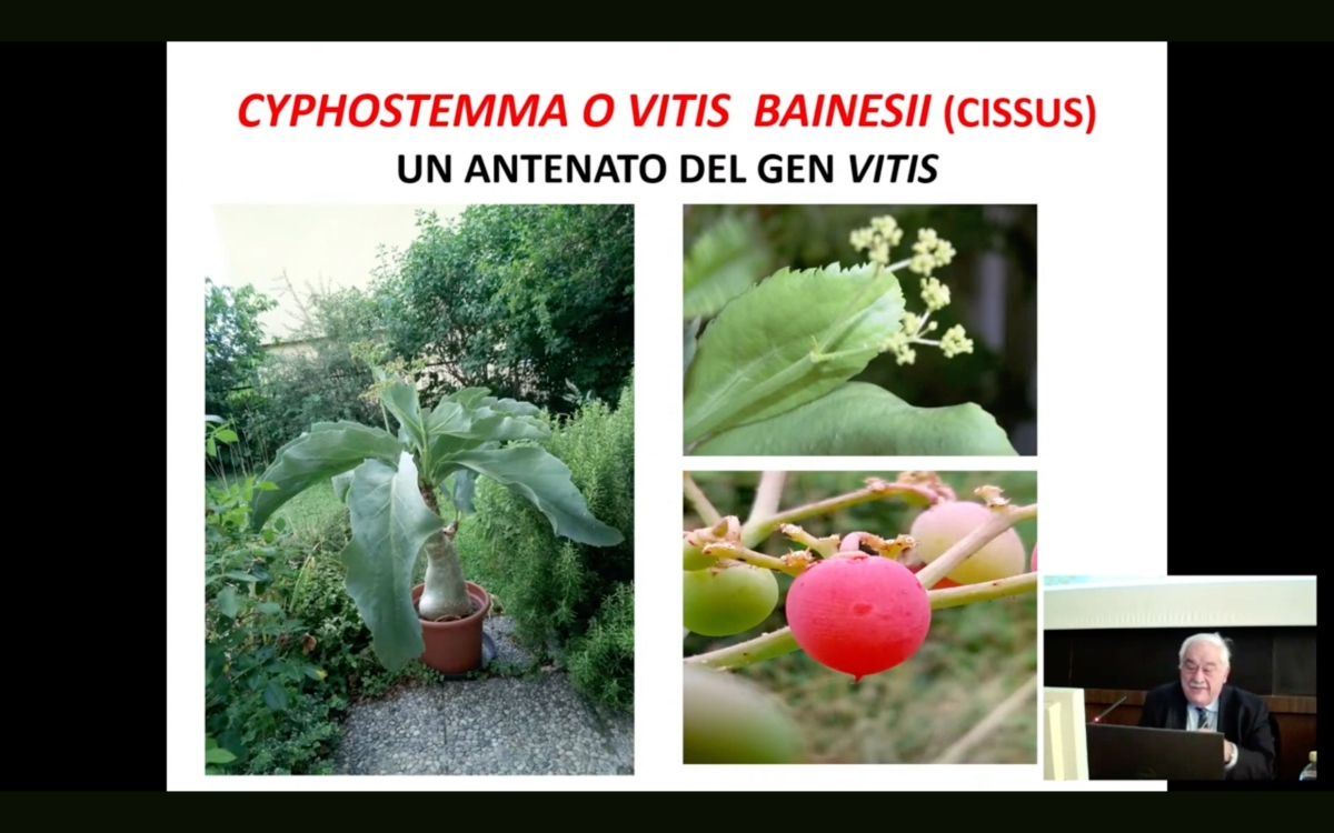Vitis bainesii è una specie di vite, apparentemente frutto di un incrocio tra un banano e una pianta succulenta, che tuttavia appartiene al genere Vitis e può essere fonte di tratti interessanti